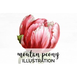 Moutan Peony