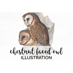 Chestnut Faced Owl