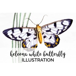 Heleona White Butterfly