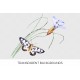 Heleona White Butterfly