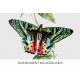 Rhipheus Rainbow Butterfly