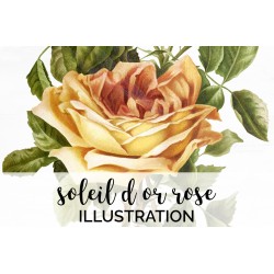 Soleil d Or Rose