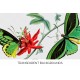 Butterfly Green Birdwing