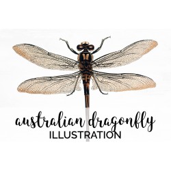 Australian Dragonfly