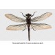 Australian Dragonfly