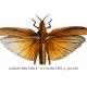 Cinnamon Keel Backed Locust