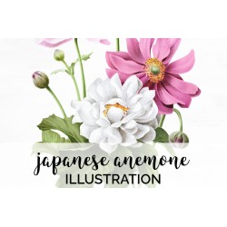 Japanese Anemone