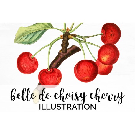 Belle de Choisy Cherry