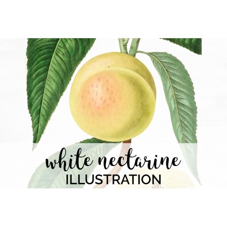 White Nectarine