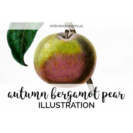 Autumn Bergamot Pear