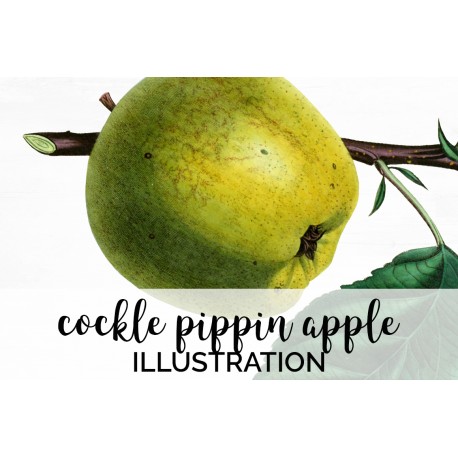 Cockle Pippin Apple