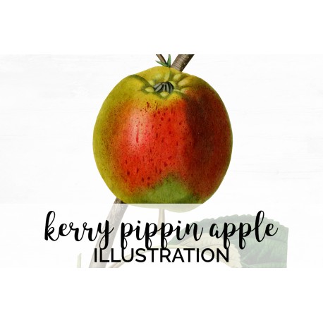 Kerry Pippin Apple