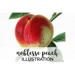 Noblesse Peach