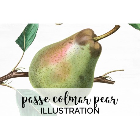 Passe Colmar Pear