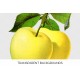 Yellow Transparent Apple