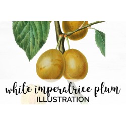 White Imperatrice Plum