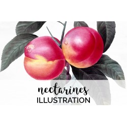 nectarines