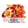 Dahlias
