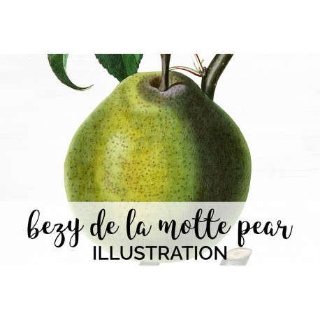 Bezy De La Motte Pear