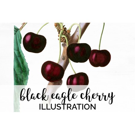 Black Eagle Cherry