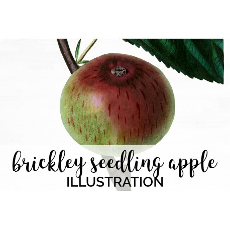 Brickley Seedling Apple