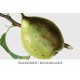 Brown Beurre Pear