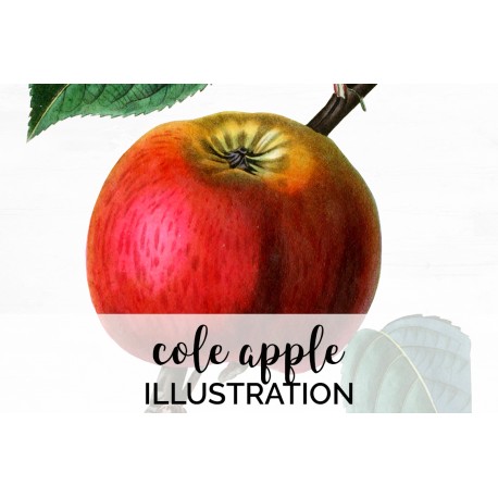 Cole Apple