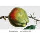 Cornish Gilliflower Apple