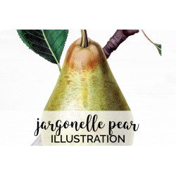 Jargonelle Pear