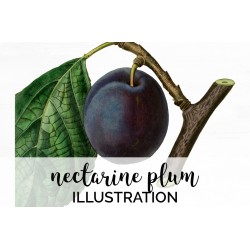 Nectarine Plum