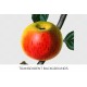 Newton Spitzenberg Apple