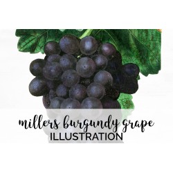Millers Burgundy Grape
