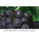 Millers Burgundy Grape