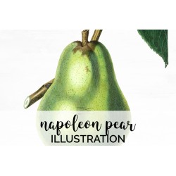 Napoleon Pear