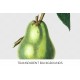 Napoleon Pear