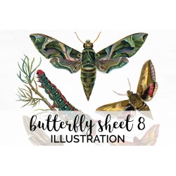 Butterfly Sheet 8