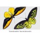 Bird Wing Butterflies