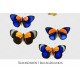 Callithea Butterfly 01