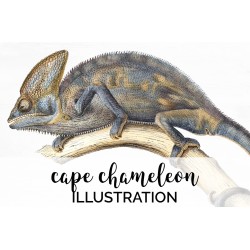 Cape Chameleon