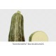 Itallian Vegetable Marrow