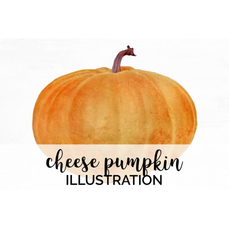 Cheese Pumpkin