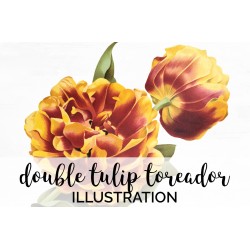 Early Double Tulip Toreador
