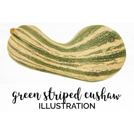 Green Striped Cushaw