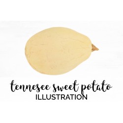 Tennesee Sweet Potato