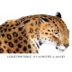 Wild Cat