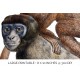 Silvery Woolly Monkey