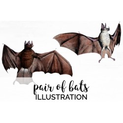 Pair of Bats