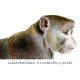 Rhesus Macaque Monkey