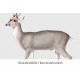 North Andean Deer