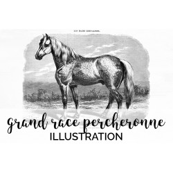 Grand Race Percheronne Horse